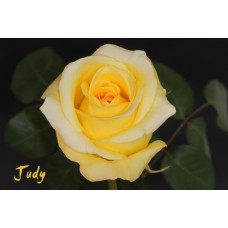 Roses - Judy